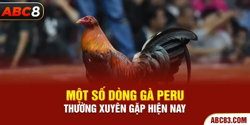 Một số dòng gà Peru thường xuyên gặp hiện nay